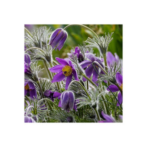 Pulsatilla